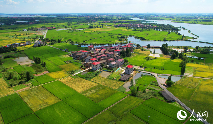 南昌縣幽蘭鎮少城村早稻逐漸轉黃，與河流、道路及村居構成一幅美麗的田園畫卷。人民網記者 毛思遠攝