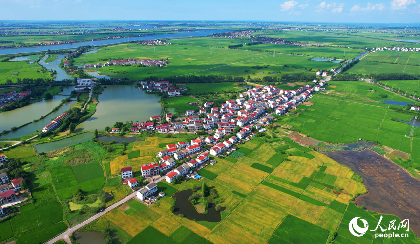 南昌縣涇口鄉早稻逐漸轉黃，與河流、道路及村居構成一幅美麗的夏日田園畫卷。人民網記者 毛思遠攝
