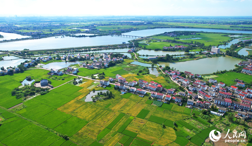 南昌縣涇口鄉早稻逐漸轉黃，與河流、道路及村居構成一幅美麗的夏日田園畫卷。人民網記者 毛思遠攝
