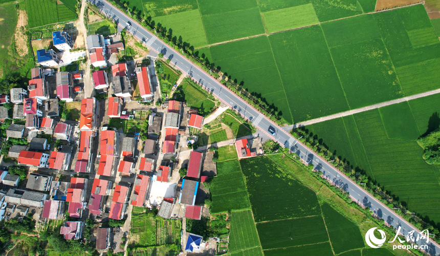 南昌縣涇口鄉早稻逐漸轉黃，與河流、道路及村居構成一幅美麗的夏日田園畫卷。人民網記者 毛思遠攝