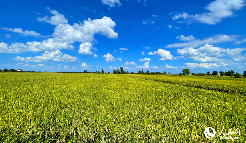 南昌縣幽蘭鎮少城村早稻逐漸轉黃。人民網記者 毛思遠攝