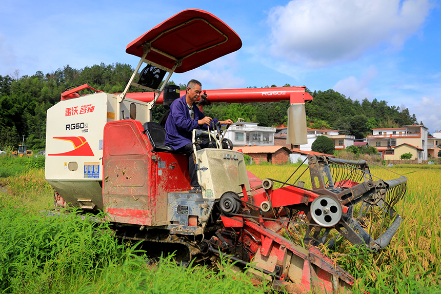 農戶們駕駛農機在田間來回穿梭收割早稻。尹其奇攝
