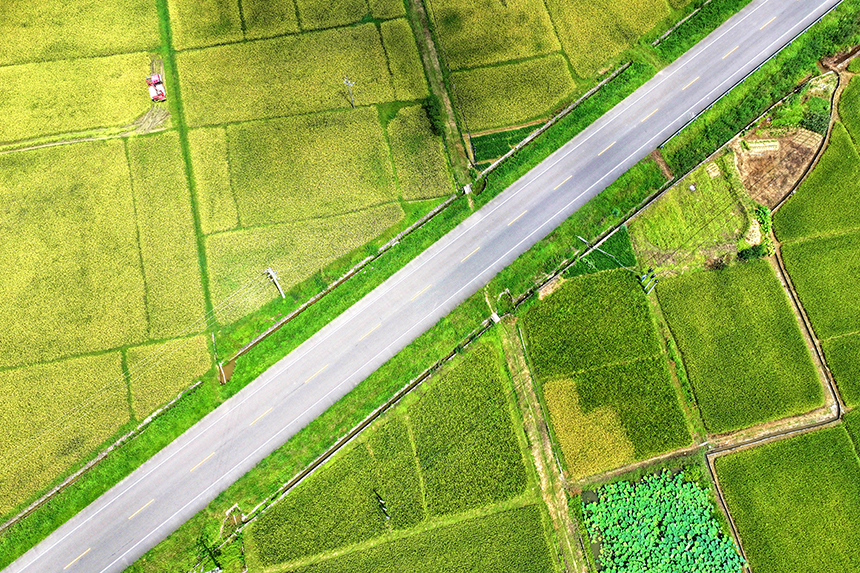 農戶們駕駛農機在田間來回穿梭收割早稻。尹其奇攝