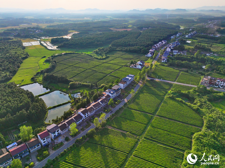 撫州市金溪縣秀谷鎮的一處有機生態茶場，一壟壟茶樹與村莊農房、柏油公路、金色稻田相互映襯，綠景如畫。人民網 朱海鵬攝
