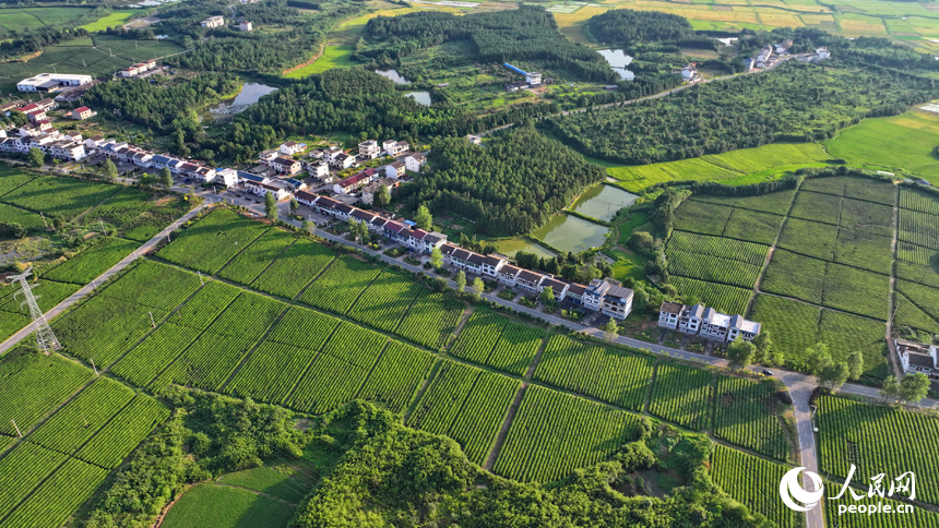 撫州市金溪縣秀谷鎮的一處有機生態茶場，一壟壟茶樹與村莊農房、柏油公路、金色稻田相互映襯，綠景如畫。人民網 朱海鵬攝