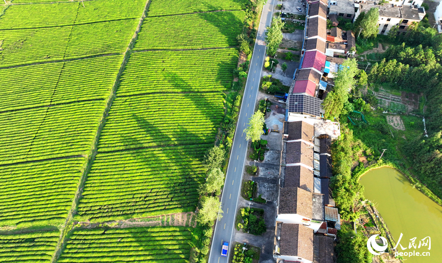 撫州市金溪縣秀谷鎮的一處有機生態茶場，一壟壟茶樹與村莊農房、柏油公路、金色稻田相互映襯，綠景如畫。人民網 朱海鵬攝