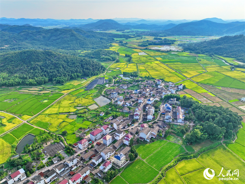 撫州市東鄉區黎圩鎮潭江村，高標準農田里金燦燦的早稻與村莊古建、綠樹青山相映襯，一幅夏日鄉村豐收畫卷鋪展開來。人民網 朱海鵬攝
