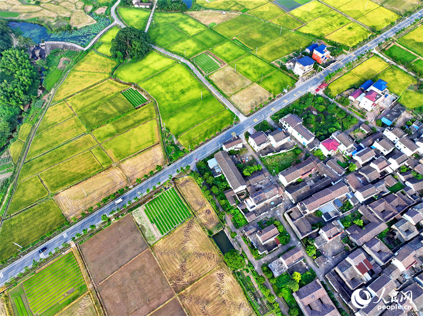撫州市東鄉區黎圩鎮潭江村，高標準農田里金燦燦的早稻與村莊古建、綠樹青山相映襯，一幅夏日鄉村豐收畫卷鋪展開來。人民網 朱海鵬攝