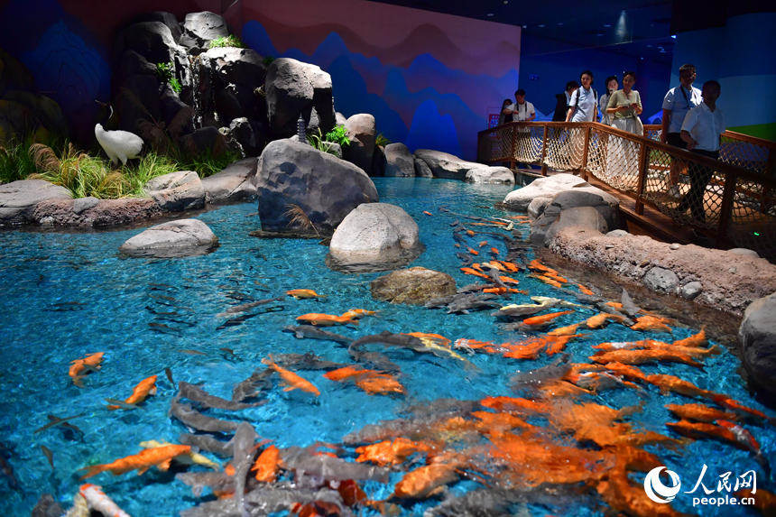 游客們在水生生物保護基地科普館內觀賞各類淡水魚。人民網記者 時雨攝
