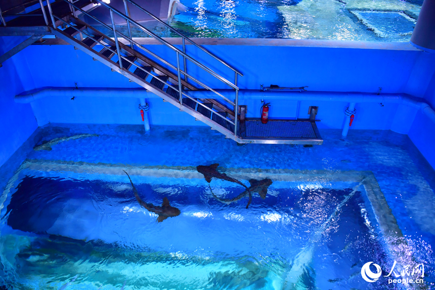 水生生物保護基地科普館內展出的各類淡水魚。人民網記者 時雨攝