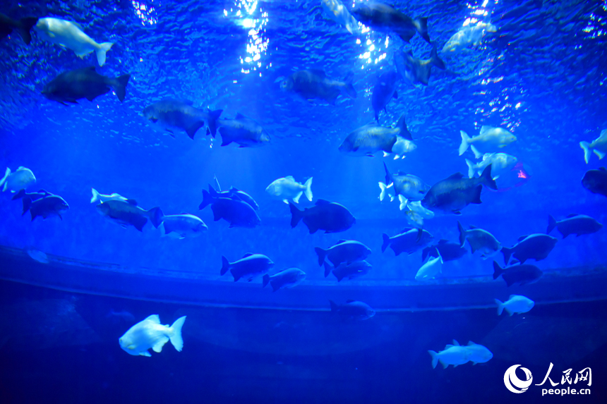 水生生物保護基地科普館內展出的各類淡水魚。人民網記者 時雨攝