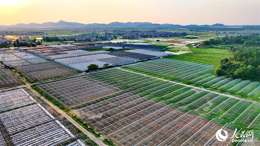 撫州市金溪縣滸灣鎮中洲村，村民在翻耕蔬菜種植基地土壤，為下一步施肥、覆膜和栽種蔬菜做準備。人民網 朱海鵬攝