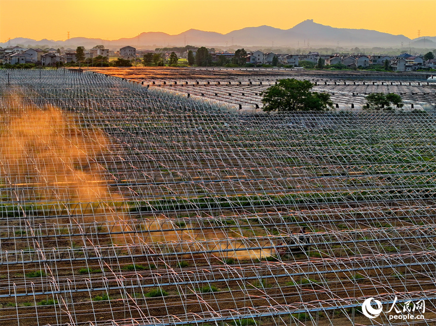 撫州市金溪縣滸灣鎮中洲村，村民在翻耕蔬菜種植基地土壤，為下一步施肥、覆膜和栽種蔬菜做準備。人民網 朱海鵬攝