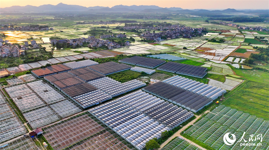 撫州市金溪縣滸灣鎮中洲村，一座座輕鋼結構的蔬菜大棚連片分布，錯落有致。人民網 朱海鵬