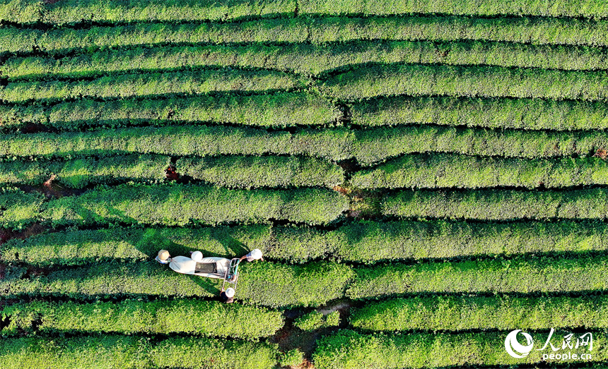 撫州市金溪縣華僑管理區，茶農在鄧家瑤茶場采茶。人民網 朱海鵬攝