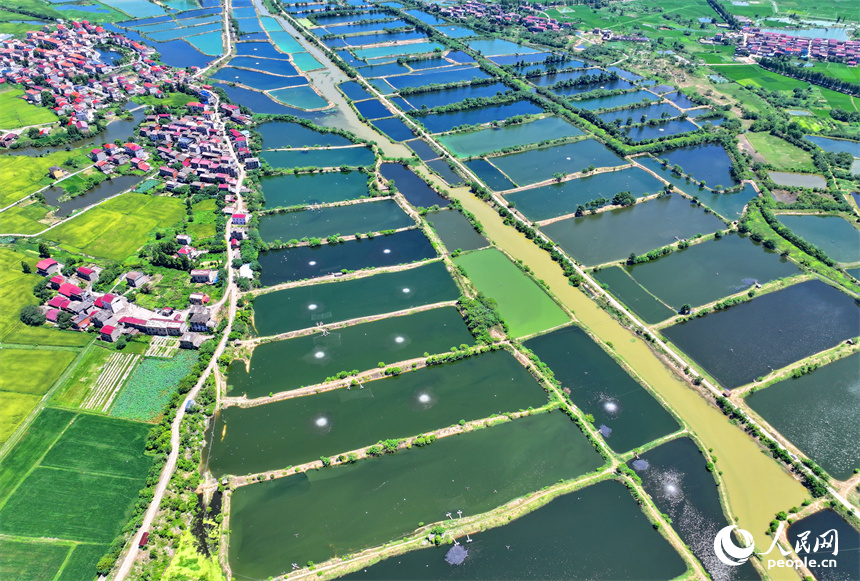 南昌縣武陽鎮朱坊村，鱗次櫛比的魚塘與鄉村房屋、公路、稻田相映相稱、風景怡人。人民網 朱海鵬攝