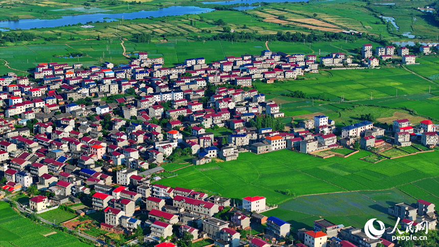 豐城市隍城鎮小嶺村一帶，一棟棟農家房屋與大美田園相映襯，夏日綠色生態美景怡人。人民網 朱海鵬攝