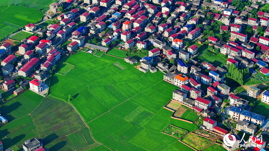 豐城市隍城鎮小嶺村一帶，一棟棟農家房屋與大美田園相映襯，夏日綠色生態美景怡人。人民網 朱海鵬攝