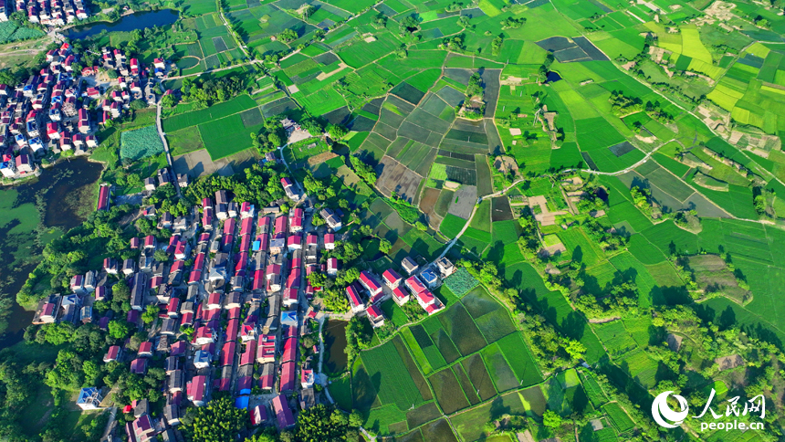 豐城市隍城鎮小嶺村一帶，一棟棟農家房屋與大美田園相映襯，夏日綠色生態美景怡人。人民網 朱海鵬攝