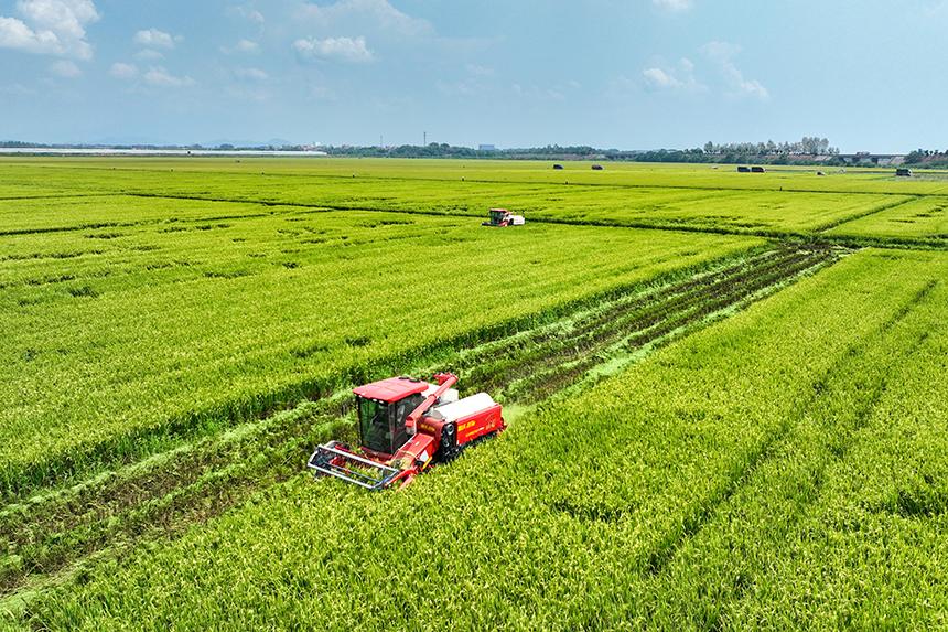 當地種植戶搶抓農時，開鐮收割。潘成攝