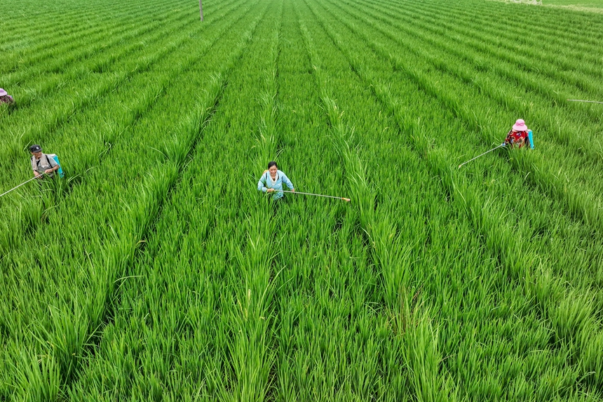 當地村民開展田間管護工作。李桂東攝