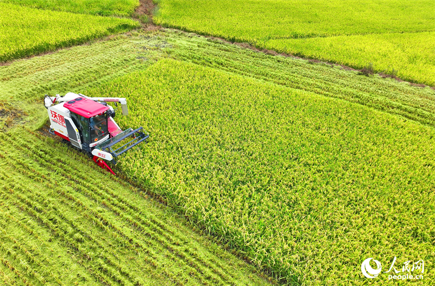德興市大茅山鎮，再生稻由青轉黃，顆粒飽滿，農機手駕駛收割機加緊收割。人民網 朱海鵬攝