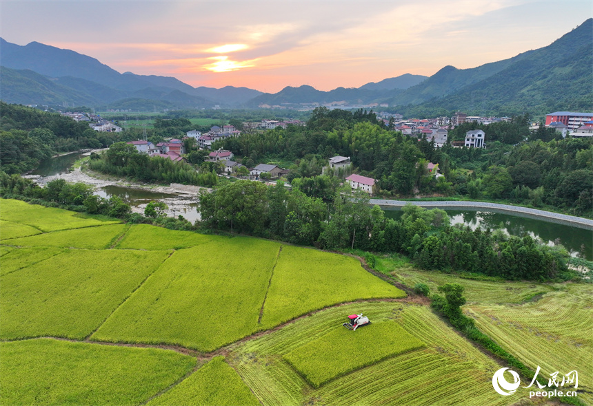 德興市大茅山鎮，再生稻由青轉黃，顆粒飽滿，農機手駕駛收割機加緊收割。人民網 朱海鵬攝