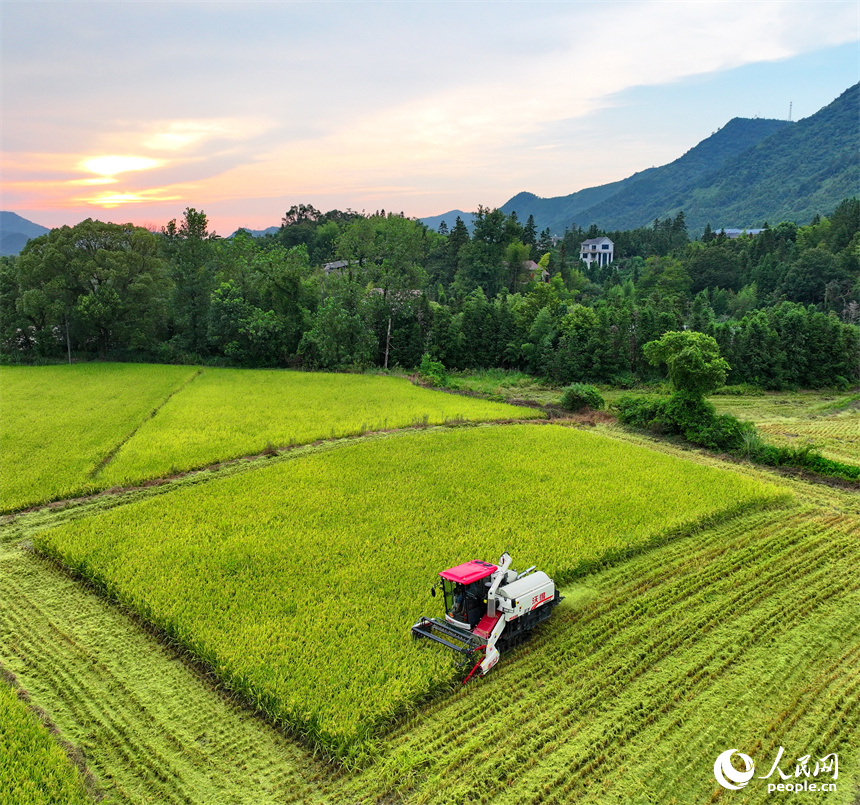 德興市大茅山鎮，再生稻由青轉黃，顆粒飽滿，農機手駕駛收割機加緊收割。人民網 朱海鵬攝