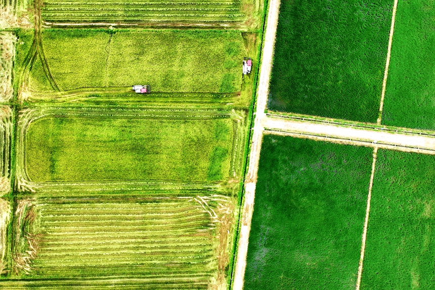 村民駕駛收割機在搶收中稻。何江華攝