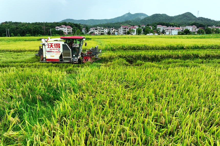 村民駕駛收割機在搶收中稻。何江華攝
