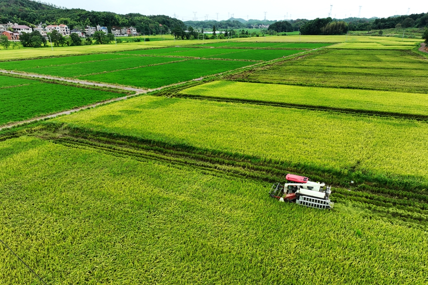 村民駕駛收割機在搶收中稻。何江華攝