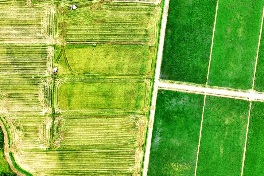 村民駕駛收割機在搶收中稻。何江華攝