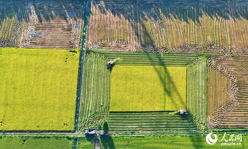南昌市南昌縣涇口鄉東升村，農機手駕駛農機在田間收割再生稻。人民網 朱海鵬攝