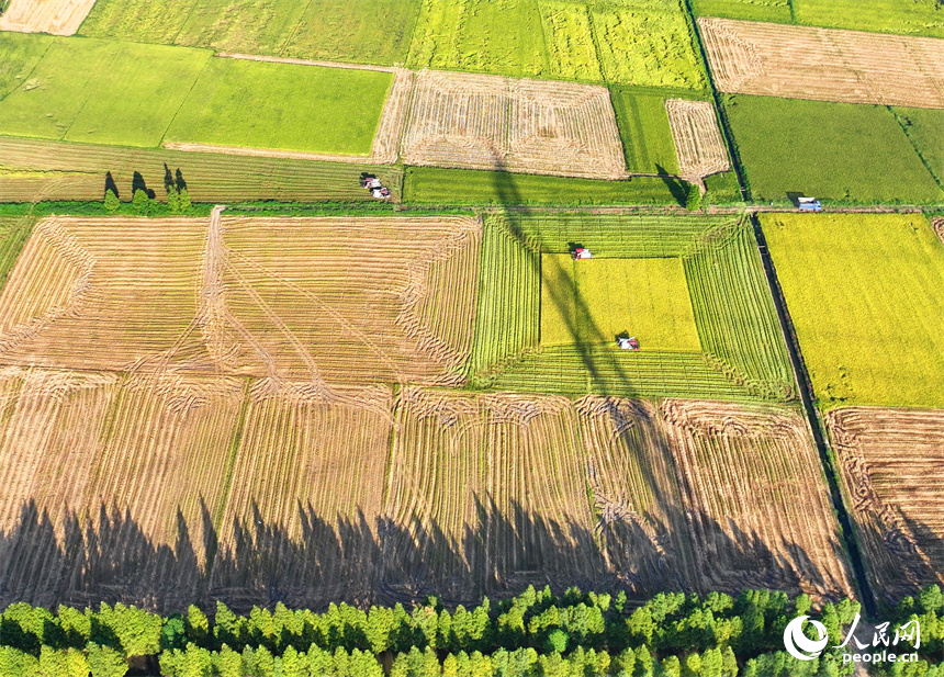 南昌市南昌縣涇口鄉東升村，農機手駕駛農機在田間收割再生稻。人民網 朱海鵬攝