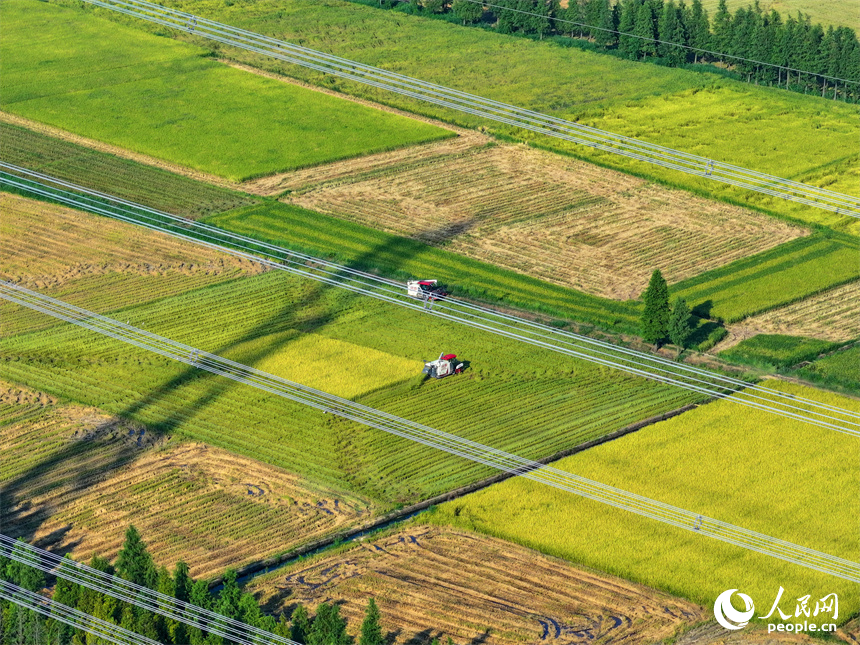 南昌市南昌縣涇口鄉東升村，農機手駕駛農機在田間收割再生稻。人民網 朱海鵬攝