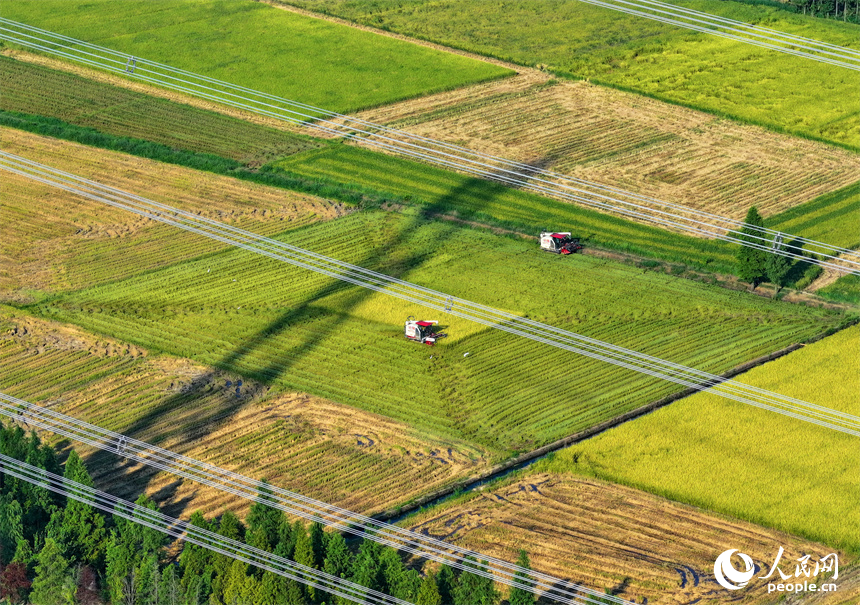 南昌市南昌縣涇口鄉東升村，農機手駕駛農機在田間收割再生稻。人民網 朱海鵬攝