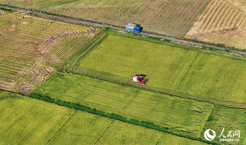 南昌市南昌縣涇口鄉東升村，農機手駕駛農機在田間收割再生稻。人民網 朱海鵬攝