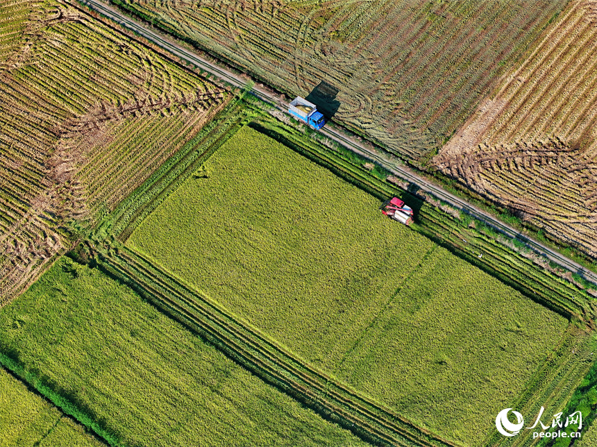 南昌市南昌縣涇口鄉東升村，農機手駕駛農機在田間收割再生稻。人民網 朱海鵬攝