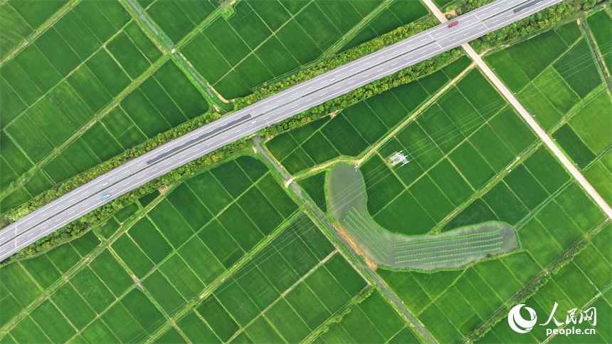 宜春市上高縣泗溪鎮藕塘村，高標準農田栽植的水稻長勢良好，陸續開始吐穗。人民網 朱海鵬攝