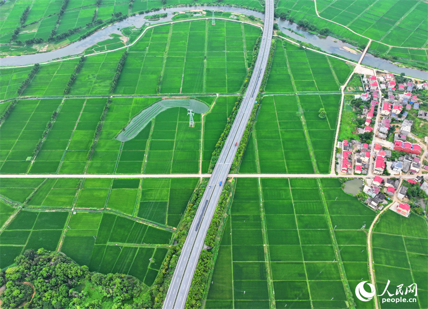 宜春市上高縣泗溪鎮藕塘村，高標準農田栽植的水稻長勢良好，陸續開始吐穗。人民網 朱海鵬攝
