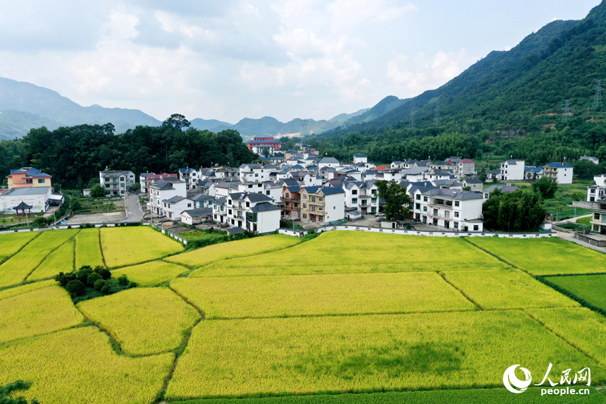 泛黃的稻田與規劃有致的村落民房相映成景。人民網記者 時雨攝