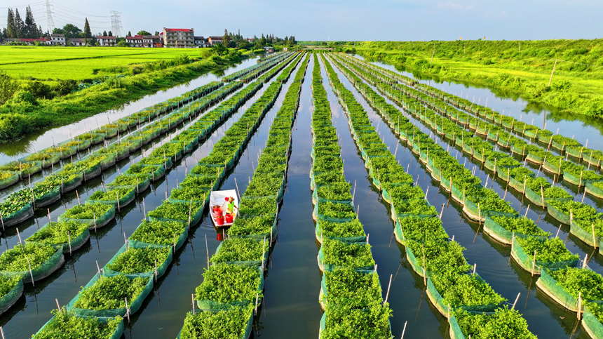 南昌縣涇口鄉東方村鱔魚生態養殖基地，養殖戶劃著小船穿梭其中投喂餌料并查看鱔魚生長情況。人民網 朱海鵬攝
