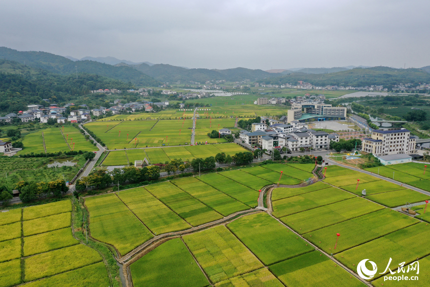 水稻制種基地內溝渠縱橫，千余畝稻田里眾多雜交制種水稻品種進入成熟期。人民網記者 時雨攝