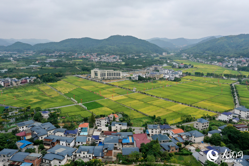 水稻制種基地內溝渠縱橫，千余畝稻田里眾多雜交制種水稻品種進入成熟期。人民網記者 時雨攝