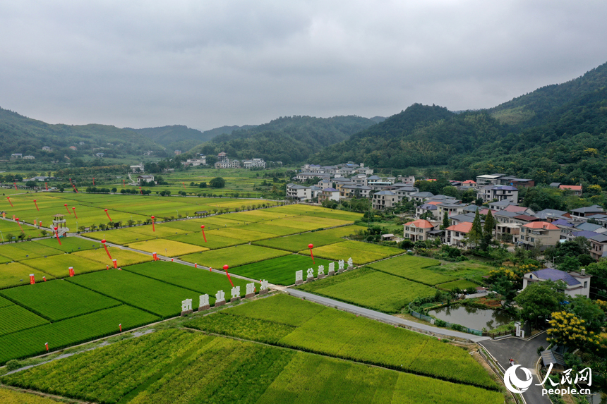水稻制種基地內溝渠縱橫，千余畝稻田里眾多雜交制種水稻品種進入成熟期。人民網記者 時雨攝