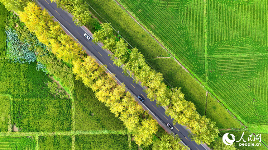 南昌市南昌縣涇口鄉，秋日風光旖旎，鄉村公路樹木成蔭，車輛穿行而過。人民網 朱海鵬攝