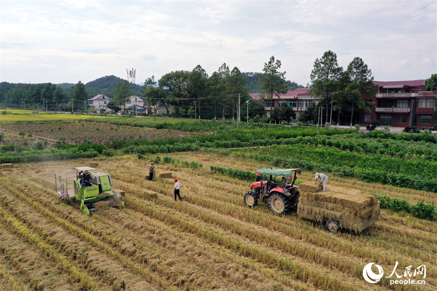 安義縣新民鄉的稻田里，拖拉機正在將打捆機收集打包的秸稈壓縮包裝車。人民網記者 時雨攝