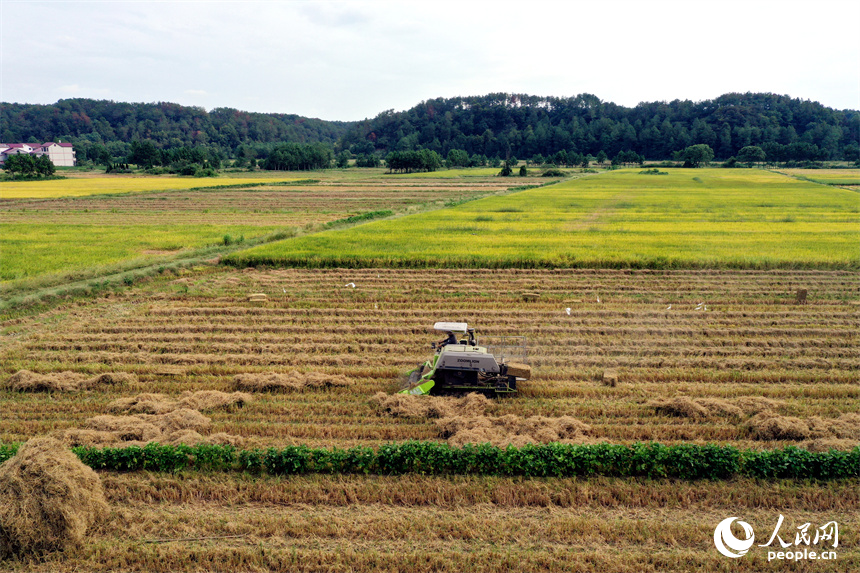 安義縣新民鄉的稻田里，打捆機正在將秸稈歸攏收集并壓縮打包。人民網記者 時雨攝