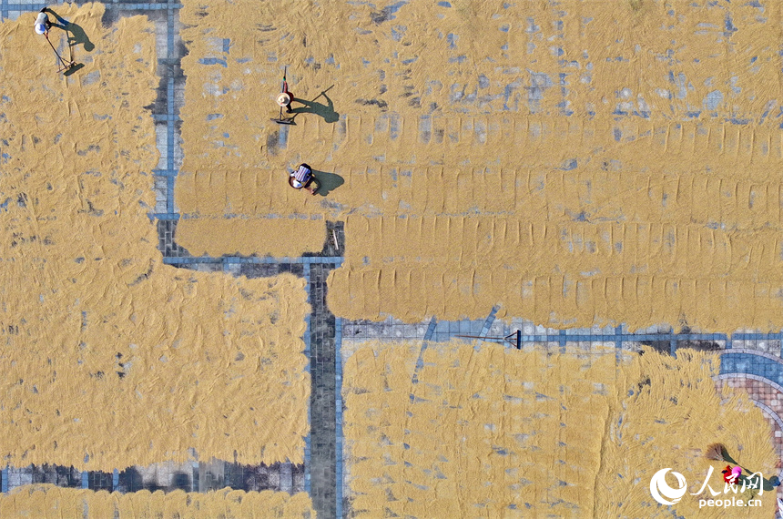 贛州市安遠縣三百山鎮咀下村，村民在曬場晾曬稻谷。人民網 朱海鵬攝