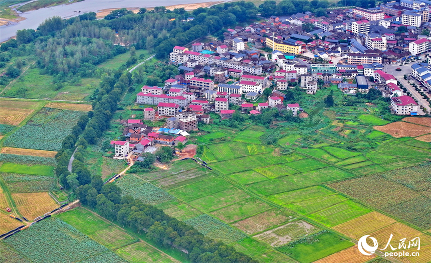 撫州市廣昌縣甘竹鎮羅家村，錯落有致的農房與廣袤農田、蜿蜒河流、筆直公路相映相稱，秋景怡人。人民網 朱海鵬攝